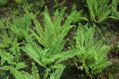 Produktbild von Polystichum setiferum 'Herrenhausen', Schildfarn, ca. 9x9 cm Topf