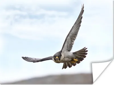 Produktbild von MuchoWow® Poster Wanderfalke - Raubvogel - Flügel 160x120 cm - Foto Plakat
