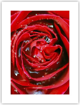 Produktbild von Poster - Poster ohne Rahmen - Rose Blume Blütenblätter Tau - 30x40 cm - Wand Bild - Wanddeko - Wandbilder - Kunstposter - Wandposter - Bilder - Kunstdruck - Wanddekoration - Wandbild - P2XPA30x40-1518