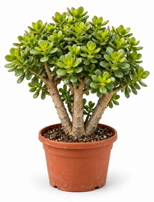 Produktbild von Crassula ovata minor - Geldbaum in Bonsai-Form - 19cm Topf 40cm hoch