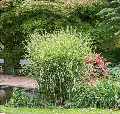 Produktbild von Stauden Gänge 1 x Miscanthus sinensis 'Zebrinus' im 1 Liter Topf - Überhängendes Zebra Chinaschilf - Ziergras mit exotischem Muster - Winterhart