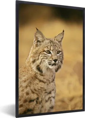Produktbild von MuchoWow® MuchoWow® Gerahmtes Poster Luchs - Braun - Gras 60x90 cm - Poster mit zchwarzem Bilderrahmen - Kunst