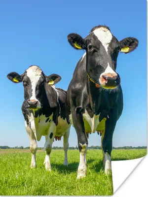 Produktbild von MuchoWow® Poster Kühe - Weide - Tiere - Bauernhof 120x160 cm - Wandbilder