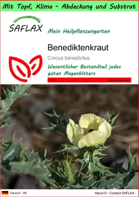 Produktbild von SAFLAX Garden to go - Benediktenkraut - Cnicus benedictus - 50 Samen - Mit Topf, Klima - Deckel und Anzuchtsubstrat