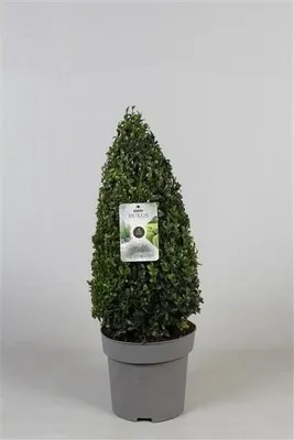 Produktbild von 5 Stück Buchsbaum Pyramide - Kegel 70 cm Buxus sempervirens