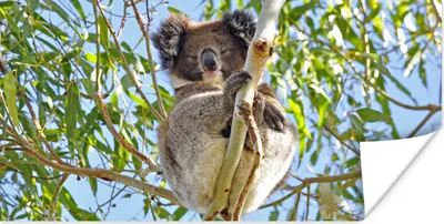 Produktbild von MuchoWow® Poster Koala - Luft - Kinder - Jungen - Mädchen 120x60 cm - Bild