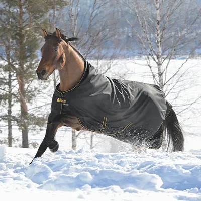 A horse wearing a black and gold blanket runs through the snow.