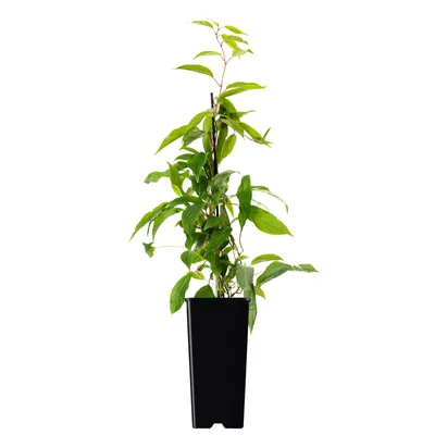 A potted plant with green leaves and a black pot, isolated on a white background.