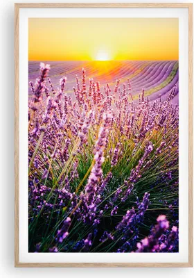 Produktbild von Gerahmtes Poster - Rahmen in heller Eiche - Feld Lavendel Sonne - 61x91,5 cm - Wand Bild - Wanddeko - Wandbilder - Kunstposter - Wandposter - Bilderrahmen - Bilder - Kunstdruck - P2NPA61x91-4703