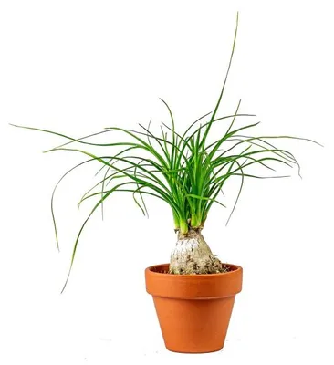 Obrázek produktu pro Gardners Beaucarnea recurvata, průměr 6 cm
