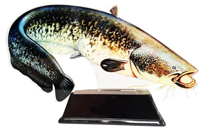 Productafbeelding van Real Fish Meerval Trofee voor Viswedstrijden