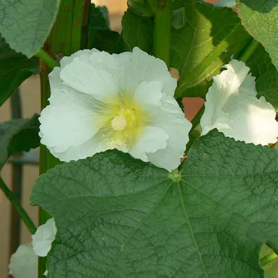 Produktbild von 6 x Stokroos - Alcea rosea 'Alba' | Topf 9cm x 9cm