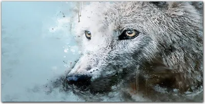 Produktbild von Coloray Bild aus Acryl 140 cm x 70 cm - Gehärtetes Acryl Bild auf Acrylglas Küche Wohnzimmer Wanddekoration Dekoration - Wildes Tier Wolf