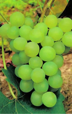 Produktbild von Vitis vinifera Phoenix weiße Weinrebe (Abkömmling der Bacchusrebe) veredelt