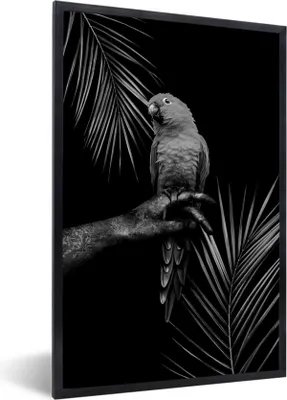 Produktbild von MuchoWow® Gerahmtes Poster Tropischer Vogel vor schwarzem Hintergrund - schwarz und weiß 60x90 cm - Poster mit Schwarzem Bilderrahmen Wandposter Rahmen Foto Bilder - Kunst