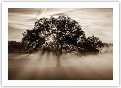 Produktbild von Poster - Poster ohne Rahmen - Baum Feld Natur - 70x50 cm - Wand Bild - Wanddeko - Wandbilder - Kunstposter - Wandposter - Bilder - Kunstdruck - Wanddekoration - Wandbild - P2XAA70x50-3811