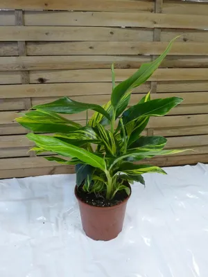 Produktbild von [Palmenlager] - Alpinia zerumbet variegata / Muschelingwer - 80 cm // Topf 21 cm Ø / Zimmerpflanze