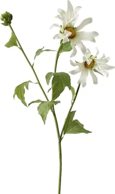 Produktbild von Chrysantheme 74 cm Weiss