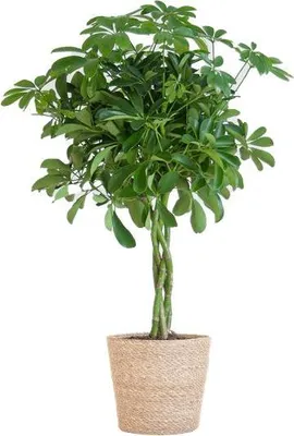 Obrázok produktu pre Schefflera Arboricola Nora - Brezová figovník - Izbová rastlina + kvetináč Sofia Nature - ↕70cm - Ø21cm - Ručne tvarované listy - Jednoduchá starostlivosť a dekoratívnosť