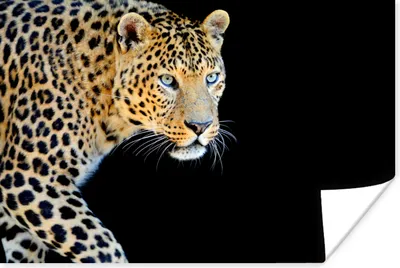 Produktbild von MuchoWow® Poster Panther - Jagd - Schwarz 90x60 cm - Schlafzimmer