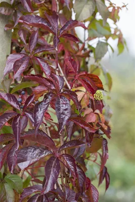 Produktbild von Parthenocissus quinquefolia, Wilder Wein, 40–60 cm