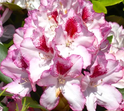 Image de Rhododendron Hybride " Cassata " Rhododendron à grandes fleurs 60 - 70 cm de haut