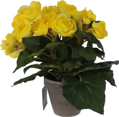 Zdjęcie produktu dla MICA Decorations 977007 Blumen, Begonia, gelb