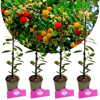 Immagine prodotto di Set di 4 corbezzoli - Arbutus unedo 'Cobra' - altezza 35cm - vaso 9cm