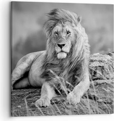 Produktbild von Bild auf Leinwand - Leinwandbild - Löwe Tier Natur - 70x70cm - Wand Bild - Wanddeko - Wandbilder - Leinwanddruck - Bilder - Kunstdruck - Wanddekoration - Leinwand bilder - Wandkunst - AC70x70-3931