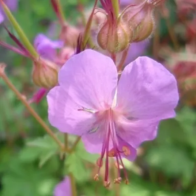 Image de 6 x Géranium de Cambridge  - Geranium cantabrigiense 'Karmina'  | Pot 9 cm x 9 cm