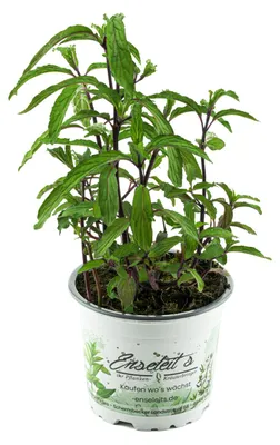 Produktbild von Enseleits Thai Minze (Mentha species)