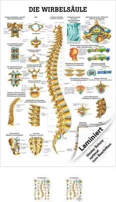 Produktbild von Wirbelsäule Mini-Poster Anatomie 34x24 cm medizinische Lehrmittel