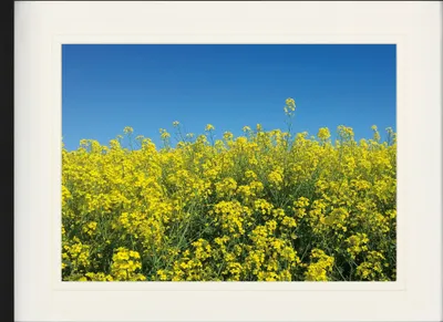 Produktbild von Blumen Gerahmtes Bild Mit Edlem Passepartout | Wand-Bilder | Im Bilderrahmen - Goldenes Rapsfeld Vor Tiefblauem Himmel (60 x 80 cm)