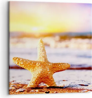 Produktbild von Bild auf Leinwand - Leinwandbild - Starfish Strand Sand Ozean - 70x70cm - Wand Bild - Wanddeko - Leinwanddruck - Bilder - Kunstdruck - Wanddekoration - Leinwand bilder - Wandkunst - AC70x70-2815