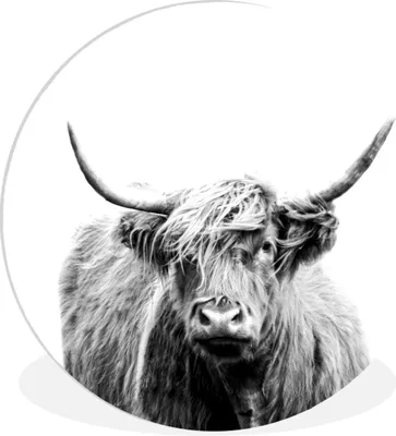 Produktbild von MuchoWow® Rundes Wandbild - Runde Bilder Schottischer Highlander - Porträt - Schwarz - Weiß Ø 60 cm Kreis Wanddekoration Kunststoff - Wandkreis - Wandschmuck - Wand Kreis - Das Schlafzimmer - Die Bilder - Wandmalerei - Kunst für das Haus - das Plastik