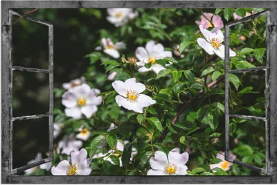Produktbild von ARTland Wandbild Alu für Innen & Outdoor Fensterblick - Wildrosen Größe: 30x20 cm