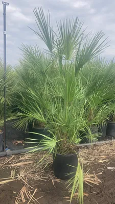 Produktbild von Sonderposten Winterharte Zwergpalme 140-170 cm – Chamaerops humilis, robuste Palme für Garten & Terrasse