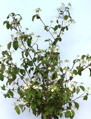 Produktbild von Japanischer Etagen - Schneeball 'Viburnum plicatum Mariesii' 40 - 60 cm
