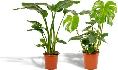 Obrázok produktu pre Sada rastlín Strelitzia Nicolai a Monstera Deliciosa, výška 85cm a 75cm