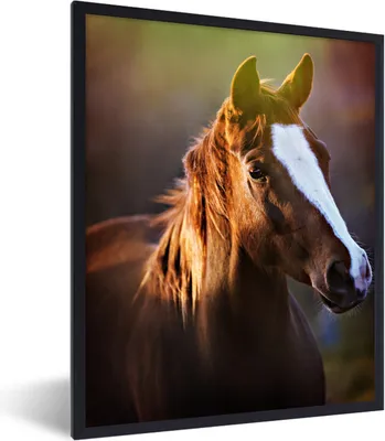 Produktbild von MuchoWow® Gerahmtes Poster Porträt eines braunen Pferdes in der Sonne 60x80 cm - Poster mit Schwarzem Bilderrahmen Wandposter Rahmen Foto Bilder - Premium - Wanddeko Wohnzimmer