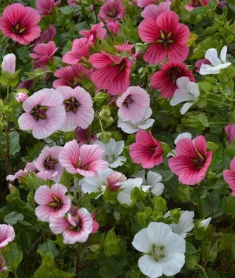 Zdjęcie produktu dla NASIONA Kwiatów Malope Mieszanka Mix 2g Kwiaty 380003