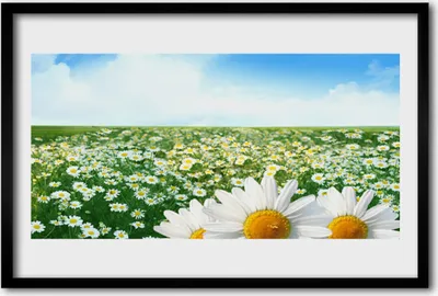 Produktbild von Bild 60x40 MDF-Rahmen Wandkunst Gänseblümchen-Wiese Blumenfeld