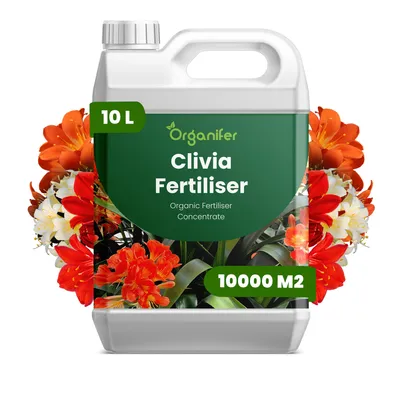 Zdjęcie produktu dla Clivia Nawóz Płynny 10 L – 3-4-3 NPK – Do Kvitnúce Rośliny – Do Zdrowe Listy i Bujne Kwiaty – Podporuje Korzenie i Vitalitu – Organifer