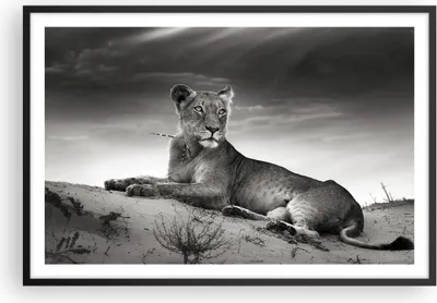 Produktbild von Gerahmtes Poster - Schwarzer Rahmen - Tierwelt weiblich katze Tier - 91,5x61 cm - Wand Bild - Wanddeko - Wandbilder - Wandposter - Bilderrahmen - Bilder - Kunstdruck - Wandbild - P2BAA91x61-3165