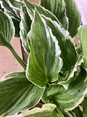Image de 6 x Hosta 'Undulata Albomarginata' - Funkia - Pot 9 x 9 cm