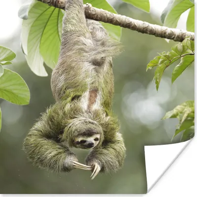 Produktbild von MuchoWow® Poster Ein Faultier hängt kopfüber in den Bäumen 50x50 cm - Wohnzimmerdekoration