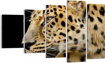 Produktbild von Bild auf Leinwand - Leinwandbild - Tiere Leopard wilde Katze wilde Tiere - 100x60cm - Wand Bild - Wanddeko - Leinwanddruck - Bilder - Kunstdruck - Leinwand bilder - Wandkunst - EG100x60-0433
