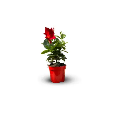 Image de Dipladenia - plante fleurie - ↕ 20-30 cm - ⌀ 10,5 cm - plante d'intérieur & extérieur - fleur rouge