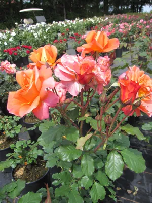 Produktbild von Strauchrose Westerland® - Rosa Westerland® - kupferorange - Duft+++ - Kordes-Rose