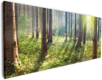 Produktbild von Wallario Premium Leinwandbild Sonnenuntergang im Wald zwischen den Bäumen in Größe 50 x 125 cm